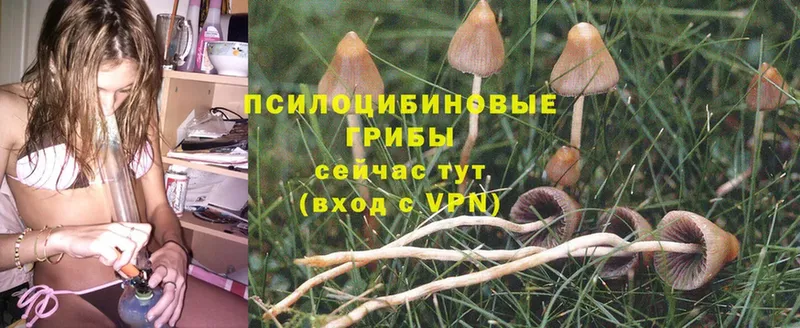 Псилоцибиновые грибы Magic Shrooms  купить наркотики цена  гидра зеркало  маркетплейс как зайти  Зима 